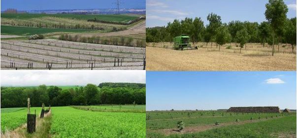 Agroforestry for Arable Systems: Synthesis of System Descriptions
