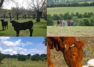 Agroforestry of High Nature and Cultural Value: Synthesis of System Descriptions