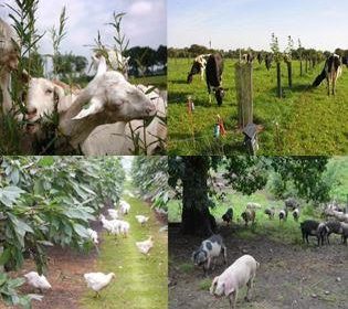 Agroforestry for Livestock Farmers: Synthesis of System Descriptions