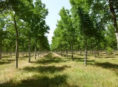 Silvopastoral Management for Quality Wood Production in Spain