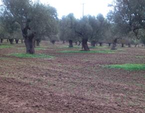 Olive Agroforestry in Kassandra, Chalkidiki, Greece