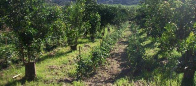 Agroforestry with Orange Groves in Crete, Greece