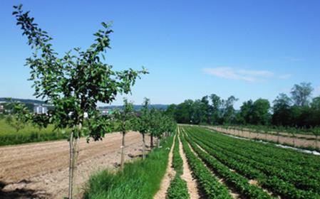Silvoarable agroforestry in Switzerland