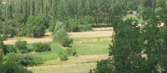 Silvoarable Agroforestry in Greece
