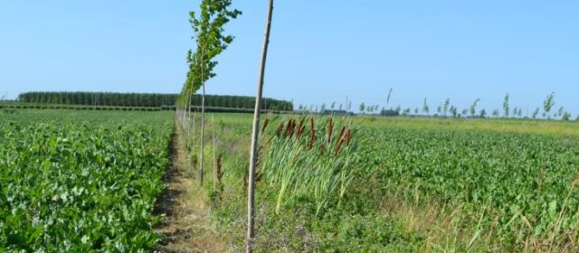 Trees for Timber with Arable Crops in Italy