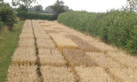 Silvoarable Agroforestry in the UK