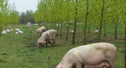 Agroforestry for Free-Range Pig Production in Denmark