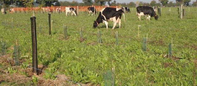 Agroforestry for Ruminants in France
