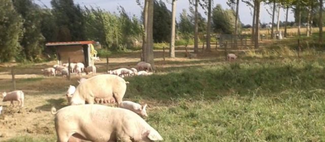 Agroforestry for Free-Range Pig Production in Veneto Region, Italy