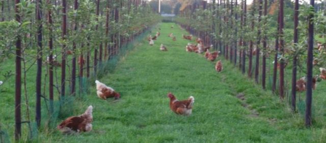 Agroforestry for   Organic Egg Production in the Netherlands
