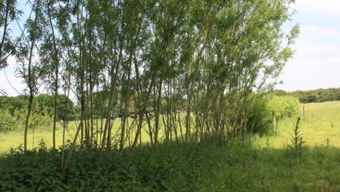 Agroforestry for Ruminants in the Netherlands