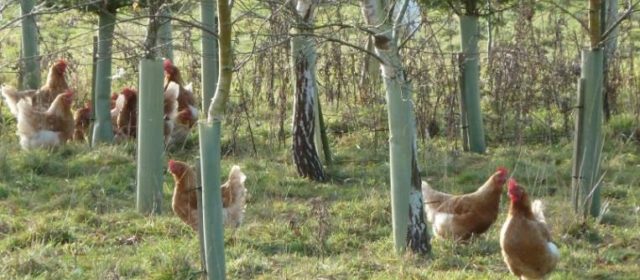 Poultry Agroforestry in the UK