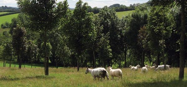 Benefits of trees on livestock farms