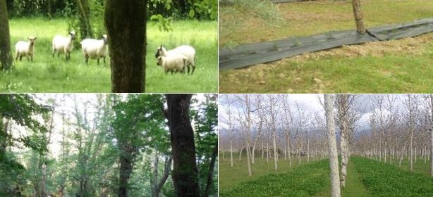 Agroforestry for High Value Trees: Synthesis of System Descriptions
