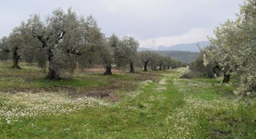 Olive Agroforestry in Molos, Central Greece