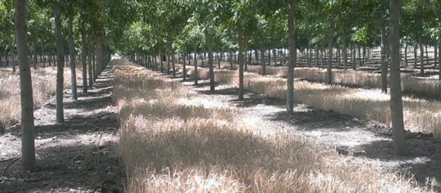 Cereal Production beneath Walnut in Spain