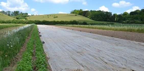 Silvoarable Agroforestry in the UK 2