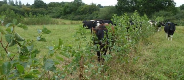 Agroforestry for Ruminants in England