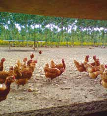 woodland-trust-2014-tree-planting-for-free-range-poultry-16-pp